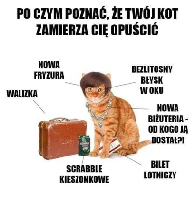 Psdziad - #humorobrazkowy #heheszki #koty #grazynacore #memy