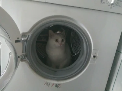 BiletNaKrucjate - Moj kot zdecydowal ze bedzie siedzial w pralce ( ͡° ͜ʖ ͡°)
#pokazko...