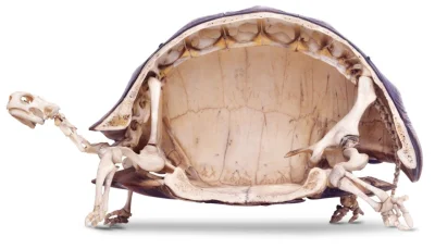 ColdMary6100 - Tak wygląda szkielet żółwia. Teraz już wiecie, że nie ma łatwo.
#kwp ...
