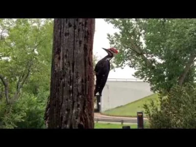 starnak - @CwanyWacek: Ten pan coś na ten temat wie. Pileated Woodpecker with Slow Mo...