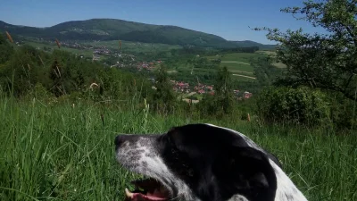 Heninger - @eko_zgonus albo ciężka praca ( ͡° ͜ʖ ͡°) ogólnie jestem zdania ,że trzeba...