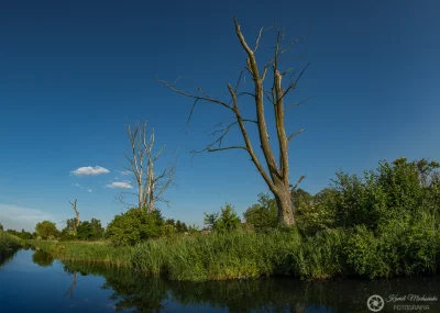 KamilZmc - Martwe drzewa nad rzeką Topornicą w Zamościu.
Nikon D7200 + Samyang 10mm,...