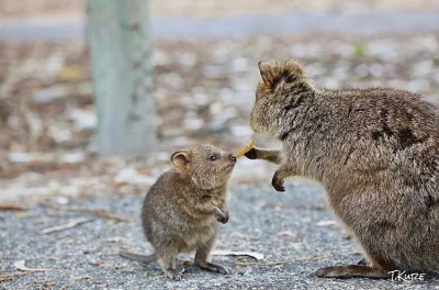 mfek00 - Nie ucz ojca liście wcinać ( ͡~ ͜ʖ ͡°)
#quokka #quokkanadzis #zwierzaczki