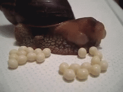 misja_ratunkowa - Od urodzenia szłam przez życie bez wiedzy, jak ślimaki składają jaj...