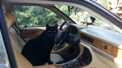 cinkowsky - Kot w kocie 
#pokazkota #kot #jaguar