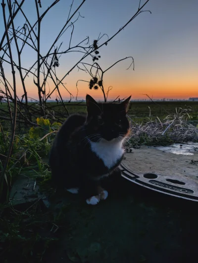 K.....n - Kitka trzeba wyprowadzać jak psa na dwór, bo sama się boi wychodzić....
#k...