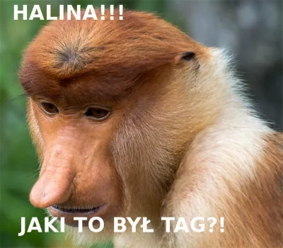 h4ckr44r - #memy #pytanie #heheszki 

Jest jakiś #hasztag na małpy Janusze?