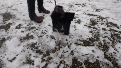 C.....n - Kto jest brudnym pieskiem? Łajka!
A kto nauczył się komendy "leżeć"? Brudn...