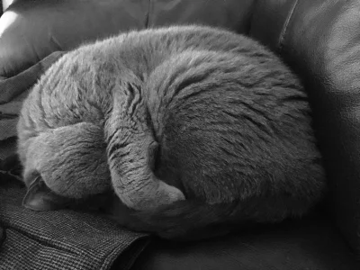prosiek - Jak w ogóle można tak spać? #koty #pokazkota #zeke #kot