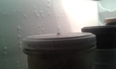 Metsan - Mirki, w mojej lodówce zamieszkał pająk skandynawski (#!$%@? się tym że żyje...