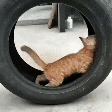 pierdze - #gif #smiesznekotki #koty #kot 

Jeśli nie chcesz przegapić następnej por...