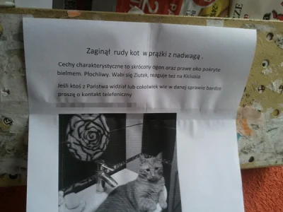 c.....y - @crazycatlady: #walbrzych #walbrzychcontent #koty #kotnadzis #wsumiebardzie...