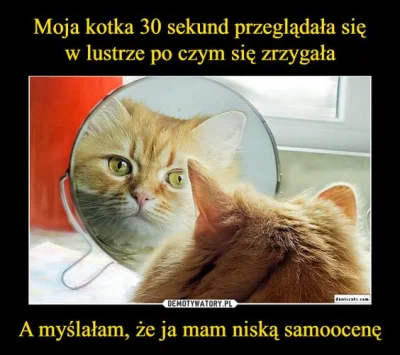 p.....k - #koty #heheszki #humorobrazkowy