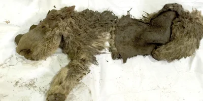 quiksilver - Na Syberii, w Jakucji, znaleziono ciało młodego nosorożca włochatego. Ma...