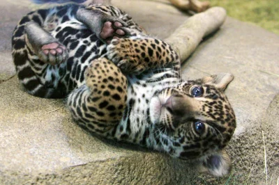 GraveDigger - @ryo1987: Kuzyn jaguar pozdrawia :)