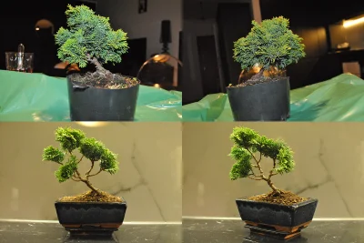Mentos69 - #bonsai #ogrodnictwo
Pierwsze cięcie i przesadzanie. Cyprysik Nana Gracil...