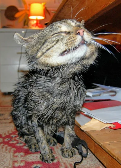 anenya - Wykąpany I nieszczęśliwy kot wygląda tak
#koty #pokazkota #kot