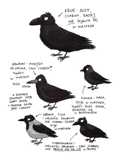 kurkuma - #ptaki #ornitologia #ciekawostki

tak odróżniamy od siebie te "cholery"