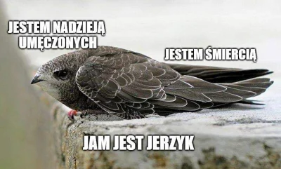 M1r14mSh4d3 - Taka prawda.
#jerzyk #heheszki #komary