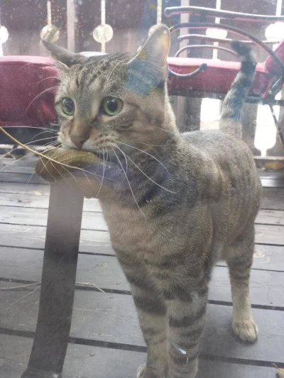 Kozzi - Prawdziwy łowca :3
#koty #pokazkotaalenieswojego #heheszki