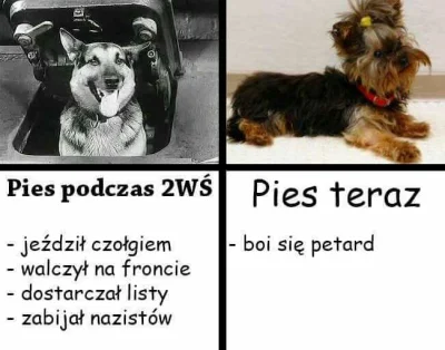 K.....o - #pies #psy #sylwester #fajerwerki