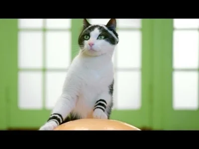 angelosodano - wtf aerobik i joga dla kotów seriously? ಠಠ

#koty #wf #muzyka #aerobik...