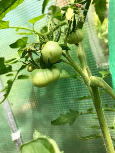 shopec - Już niedługo, coraz bliżej ;)
#pomidory #ogrod #ogrodnictwo #hobby