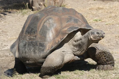 W.....a - Ciekawostka 67

Żółwie z Galapagos są jednym z największych żyjących gatu...