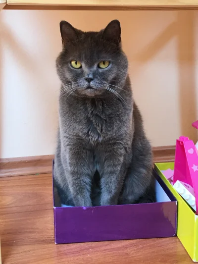 sugardaddy - #pokazkota 
kot lubi pudełko, pudełko ma #!$%@?