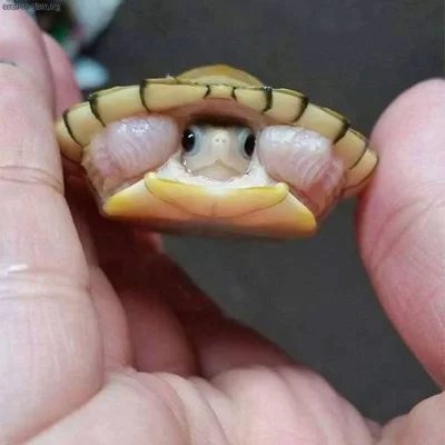 Efilnikufesin - Mały żółwik z sombrero (｡◕‿‿◕｡)

#zolwie #zwierzaczki #smiesznypies...