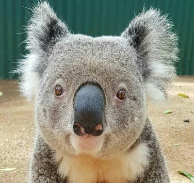 Najzajebistszy - Poranna koala zwiastunem dobrego dnia. ʕ•ᴥ•ʔ

#koala #koalowabojowka...