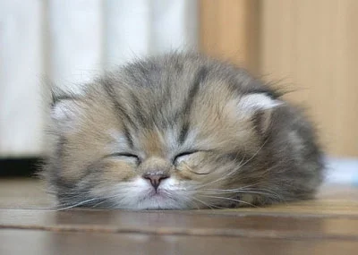 s.....i - #dobranoc #dobranocmikroby #koteknadobranoc #kotek #kot

Miłej nocy, ja idę...