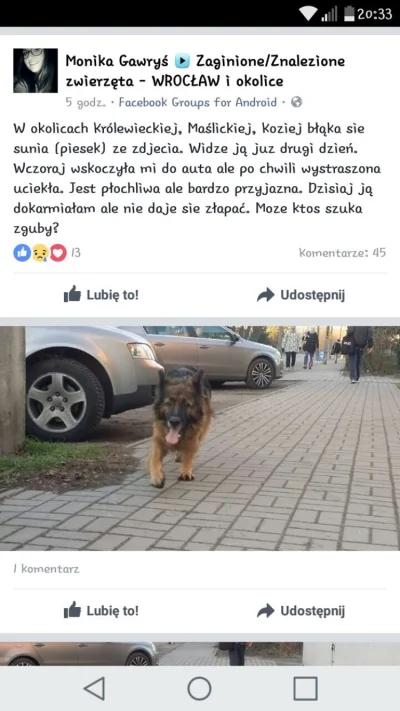 plnk - @Szczyrzyc: po Maślicach kręcił się taki pies (no, podobny, może to ten sam). ...