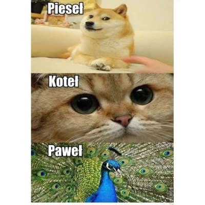 donpokemon - Głupie, ale śmiechłem trochę :) 

#heheszki #humorobrazkowy #smiesznyp...