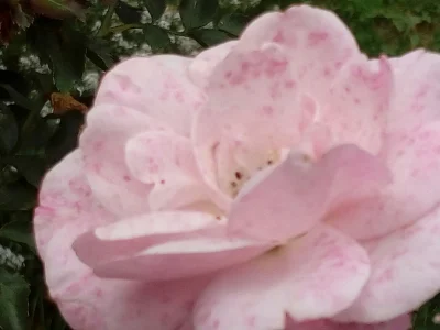 laaalaaa - Róża 68/100 z mojego ogrodu ( ͡° ͜ʖ ͡°)
#mojeroze #ogrodnictwo #chwalesie...