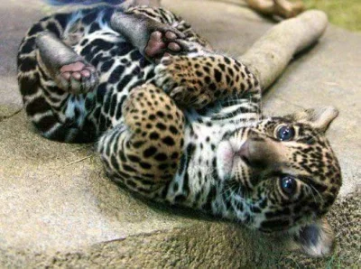 GraveDigger - Malutki jaguarek (｡◕‿‿◕｡)
#zwierzaczki #koty #katzenpfotchen
