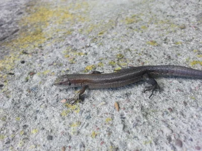 Slowbro - A takie bydle kiedyś w wakacje przydybałem kosząc trawę na podwórku. 

Miał...