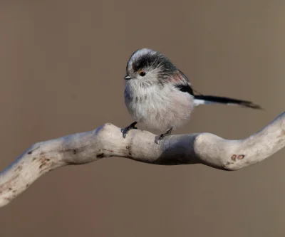 angelosodano - Raniuszek zwyczajny (Aegithalos caudatus)_
#vaticanouccello #ornitolo...