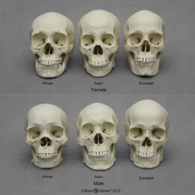 PiSbolszewia - @on24cm: Nie mówiąc już o tym, że różnice w szkielecie są stosunkowo m...
