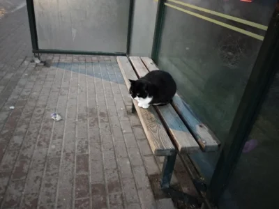 eelaainee - przystankowy koteł z przypadku

#koteczkizprzypadku #kotki #kitku #zwie...