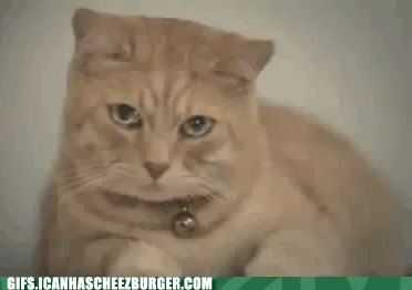 kolakao - Gdy różowy pasek się nie odzywa :(

#zwierzaczki #gif