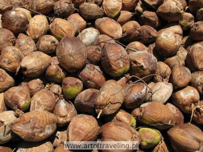 rifraw - tak wyglądają kokosy