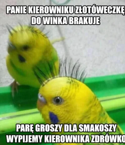 Chyukyank - #memy #humorobrazkowy #papuszkaboners #papugi #wszywka #wieslawwszywka