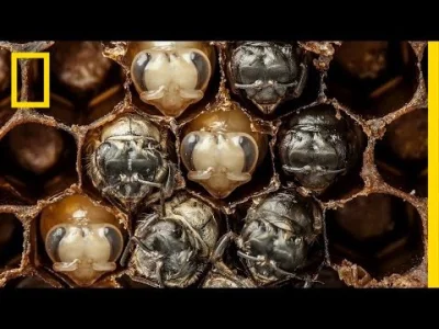 Mishkaliina - Timelapsowy rozwój pszczoły. Pamiętajcie, pszczoły są fajne! (｡◕‿‿◕｡)
...