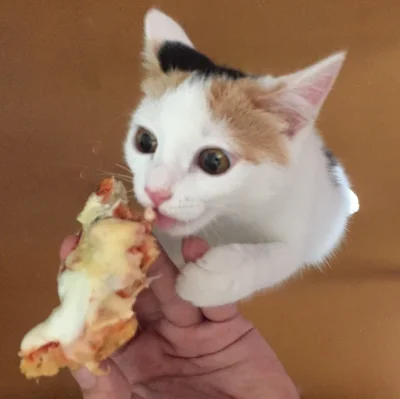 p.....a - @pieczarrra: cat no banana, ale cat yes pizza