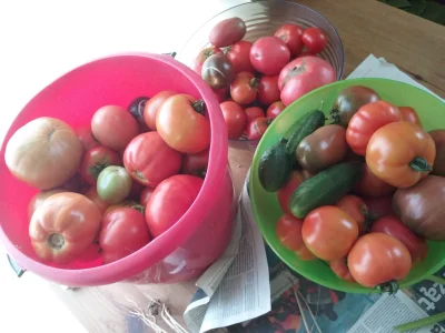 KrolWlosowzNosa - Prawilny pomidor