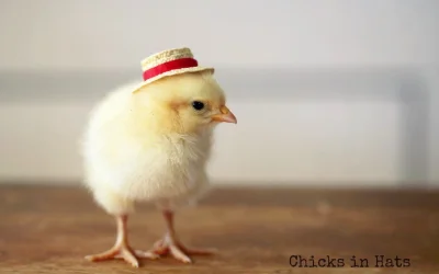 xvioj - kurczak w kapeluszu ale smieszne