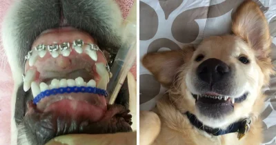 LajfIsBjutiful - Jedni ludzie załatwiaja psu aparat żeby miał proste zęby a inni rodz...