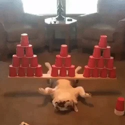 drx_lp - GFY
#heheszki #smiesznypiesek