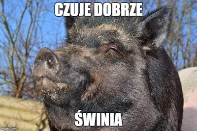 n.....y - > Dziki wtargnęły na olsztyńskie osiedla!